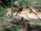 Lions at zoo Targu Mures