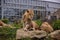 The lionâ€™s nap at the Beauval Zoo