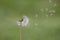 Lionâ€™s tooth weed (Taraxacum serotinum)