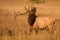 Lip curl displayed by bull elk