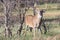 Lip curling action of whitetail buck