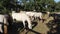 Lipica Stud Farm, the origin of the Lipizzan horse.