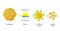 Lipid emulsification, Fat Molecule, Lipid droplets, Lipid Digestion.