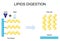 Lipids digestion. Lipolysis