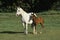 LIPIZZAN