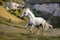 Lipizzan - Austria