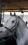 Lipizzan horse