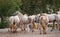 Lipizzan horse