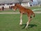 Lipizzan horse foal