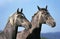 LIPIZZAN HORSE, HEAD CLOSE-UP OF ADULTS