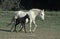 LIPIZZAN HORSE, MARE AND FOAL STANDING IN PADDOCK