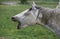 Lipizzan Horse, Portrait of Adult Yawning