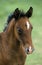 LIPIZZAN HORSE, PORTRAIT OF FOAL