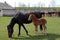 Lipizzan horses