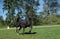 Lipizzan horses