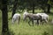 Lipizzan horses