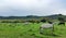 The Lipizzan horses grazing in meadow