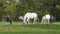 Lipizzan horses grazing on meadow, Slovenia