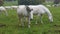 Lipizzan horses grazing on meadow, Slovenia