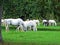 Lipizzan horses in the Lipica Stud Farm or Lipicanci na pasniku kobilarne v Lipici - Sezana, Slovenia