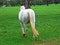 Lipizzan horses in the Lipica Stud Farm or Lipicanci na pasniku kobilarne v Lipici - Sezana, Slovenia