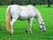 Lipizzan horses in the Lipica Stud Farm or Lipicanci na pasniku kobilarne v Lipici - Sezana, Slovenia