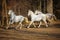 Lipizzan horses running