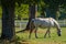 Lipizzan horses, Slovenia