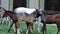 Lipizzan horses at the Spanish Riding School