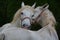 The Lipizzan, or Lipizzaner is a breed of horse originating from Lipica in Slovenia.