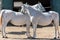 The Lipizzan or Lipizzaner is a European breed of riding horse developed in the Habsburg Empire in the sixteenth century
