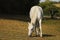 Lipizzan mare on pasture in sunny summer day. The Lipizzan breed dates back to the 16th century