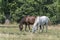 Lipizzaner is a breed of horse originating from Lipica