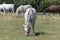 Lipizzaner is a breed of horse originating from Lipica
