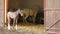 Lipizzaner foal and horse