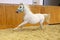 Lipizzaner at a gallop in empty arena