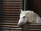 Lipizzaner horse looking out of the stable in Vienna
