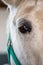 Lipizzaner horse portrait. The Lipizzan or Lipizzaner is a European breed of riding horse developed in the Habsburg Empire in the