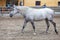 Lipizzaner horses