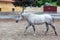 Lipizzaner horses