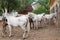 Lipizzaner horses