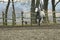 Lipizzaner horses on the farm