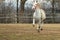 Lipizzaner horses on the farm