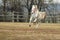 Lipizzaner horses on the farm