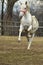 Lipizzaner horses on the farm