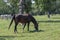 Lipizzaner horses grazing on Lipica pasture, group of beautiful animal from famous horse breeding