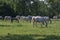 Lipizzaner horses grazing on Lipica pasture, group of beautiful animal from famous horse breeding