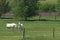 Lipizzaner horses on green field