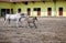 Lipizzaner horses mare and young foal