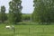 Lipizzaner horses on pasture